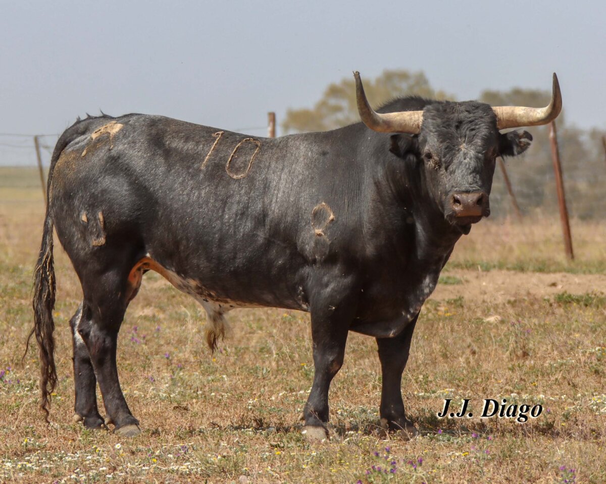 Seiscientos kilos de promedio en la miurada de Pamplona