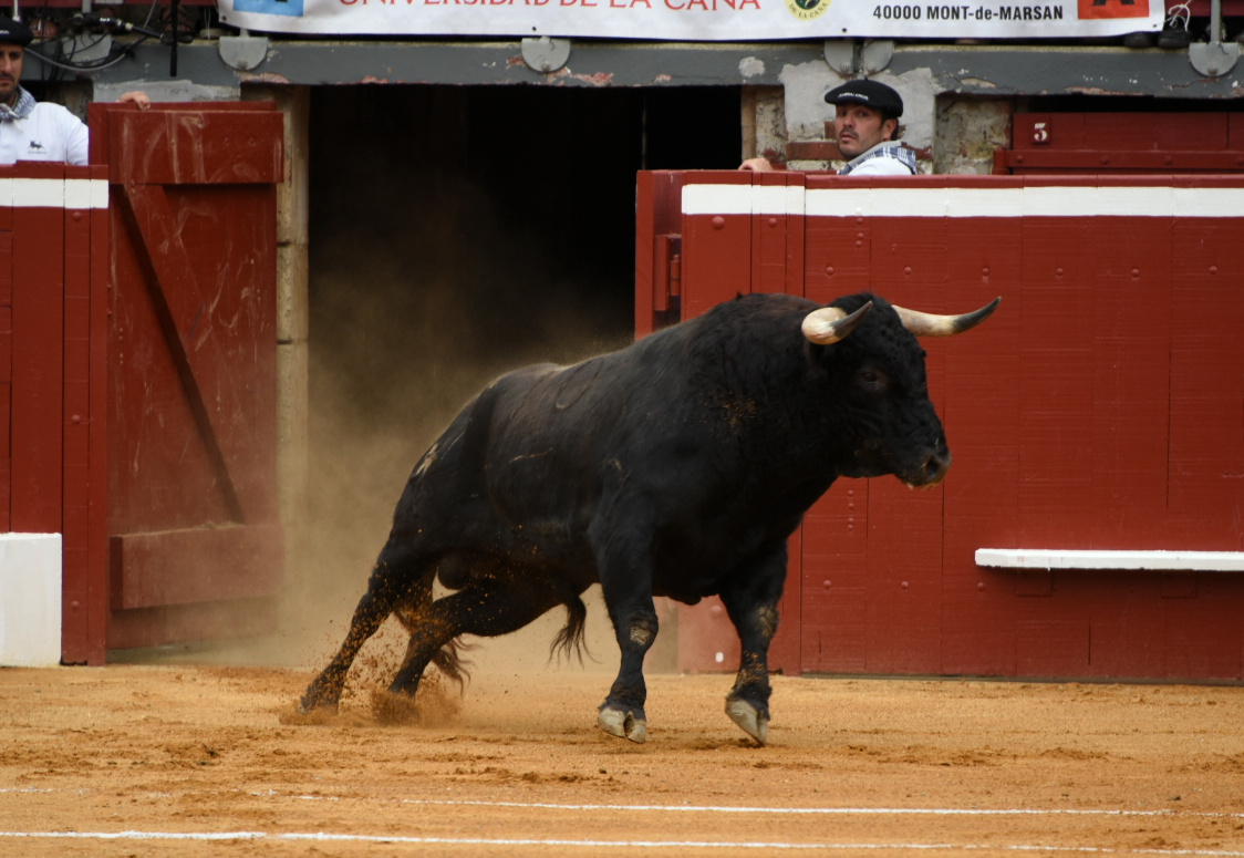 Saint Perdon cambia la ganadería de su novillada