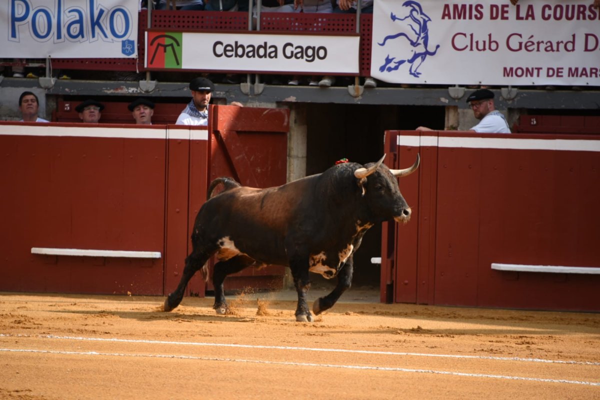 Mont de Marsan cierra la novillada sin picadores de su Feria de la Madeleine