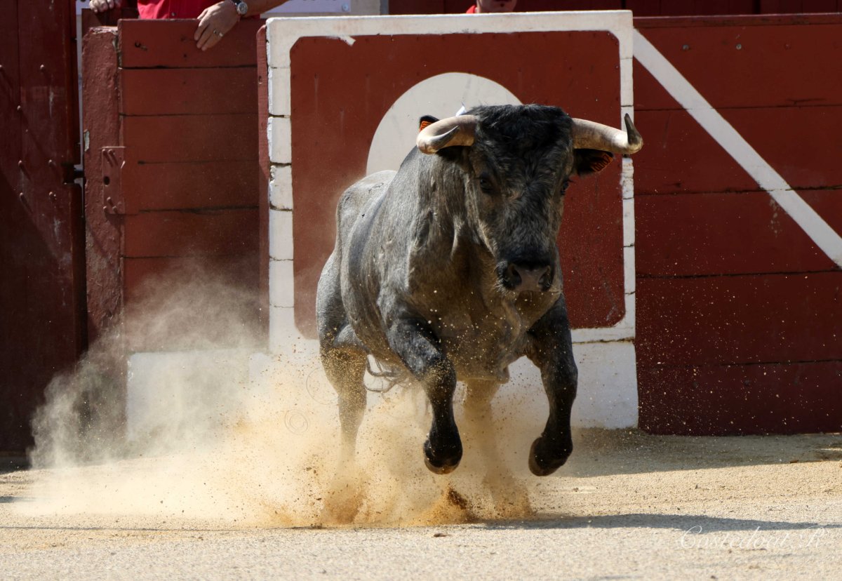 Valentín Hoyos y Joao d ’Alva, disposición con los de Turquay en Orthez