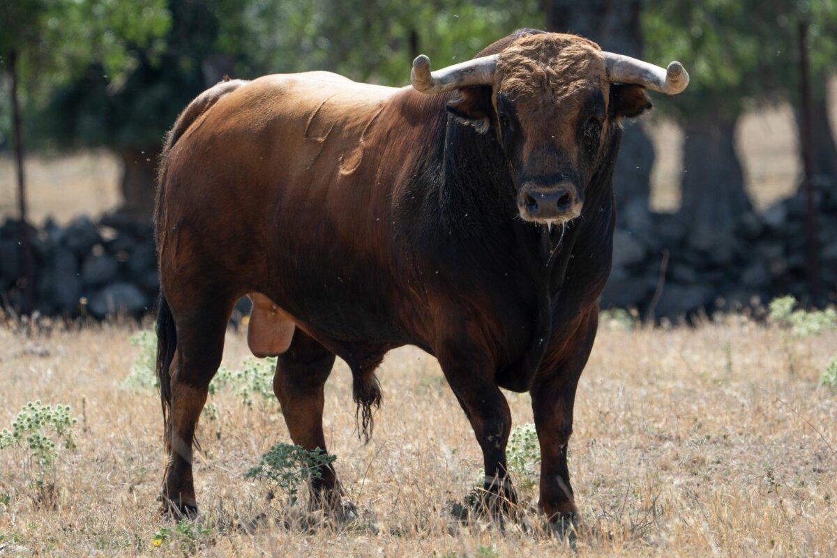 Estos son los novillos de Montealto para Arganda del Rey