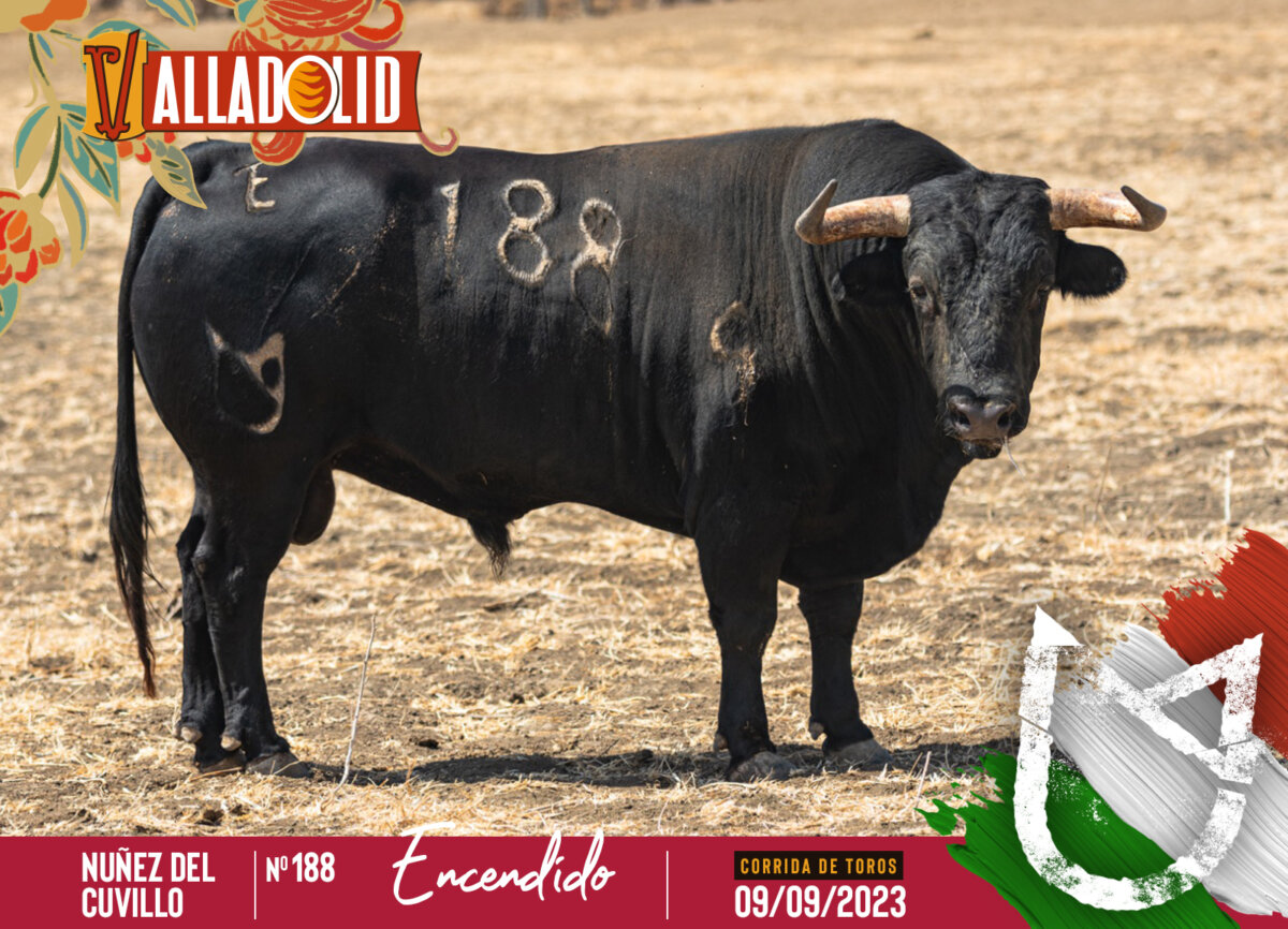Los toros de Núñez del Cuvillo para una terna de artistas en Valladolid