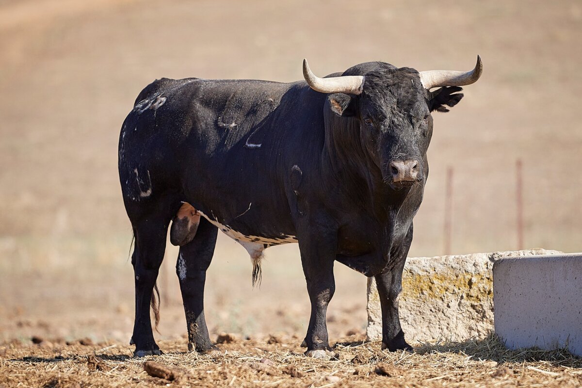 Los toros de Miura vuelven a Inca 100 años después