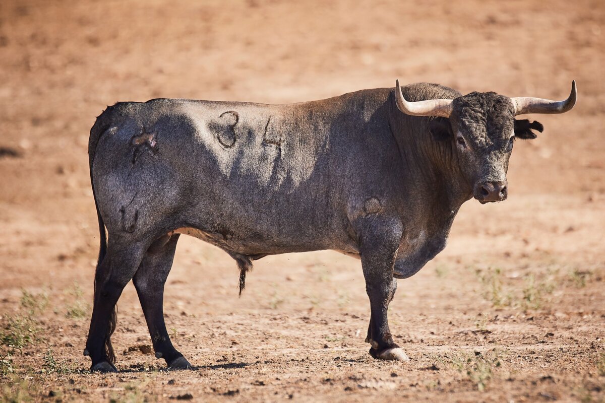Así es la seria corrida de Miura para la feria de Beziers