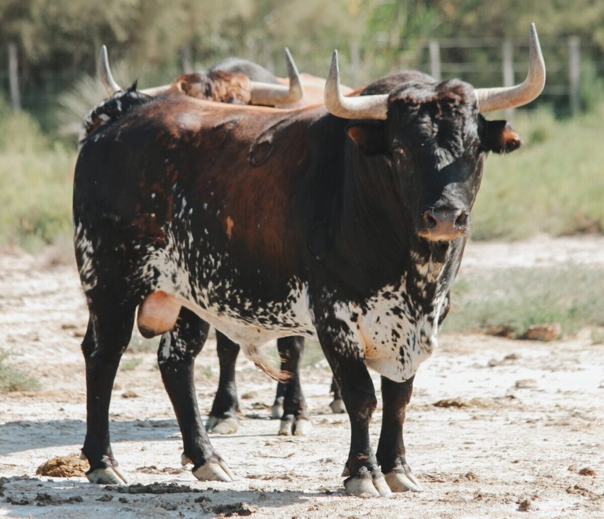 Los toros de Margé para el cartel cien por cien francés de Beziers