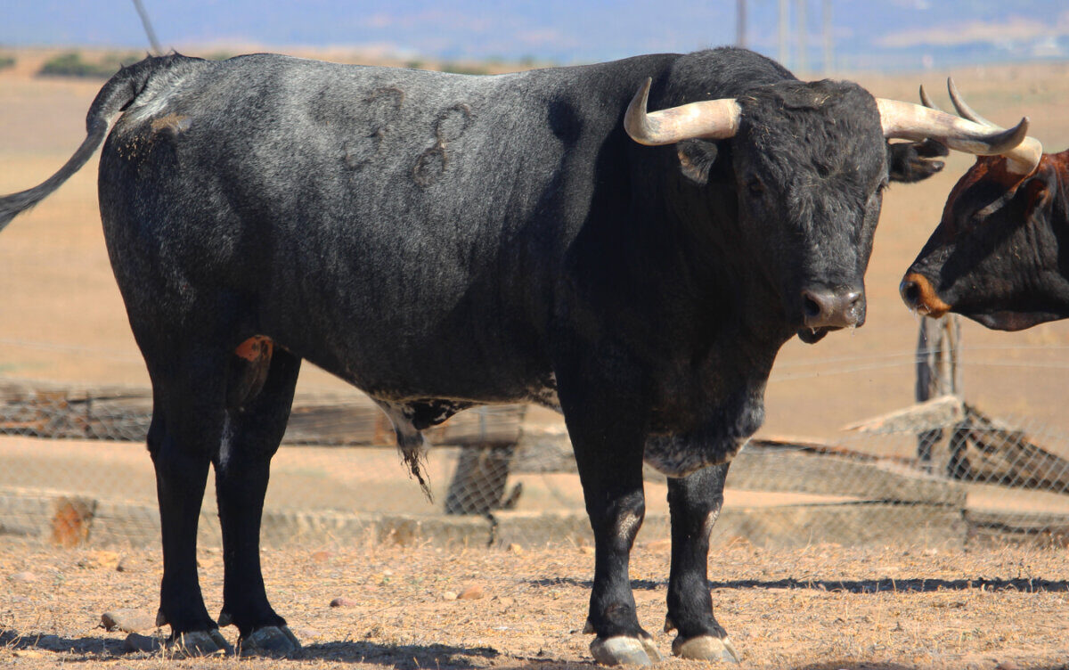 Así es la miurada de la V Corrida Magallánica de Sanlúcar de Barrameda