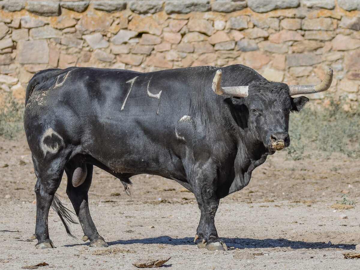 Imponente corrida de Mayalde para Colmenar Viejo