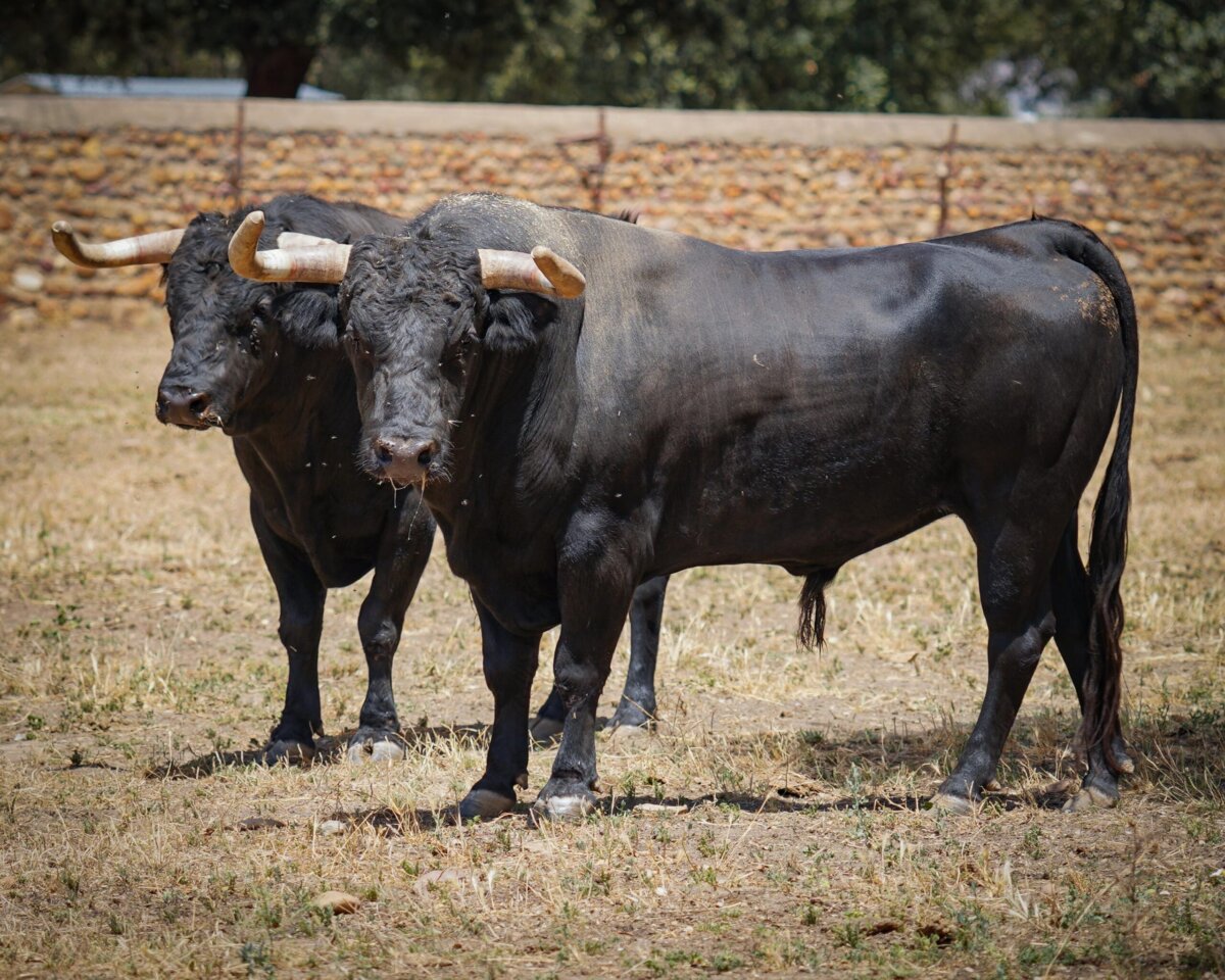 Entipada y bonita novillada de José Cruz para Bilbao