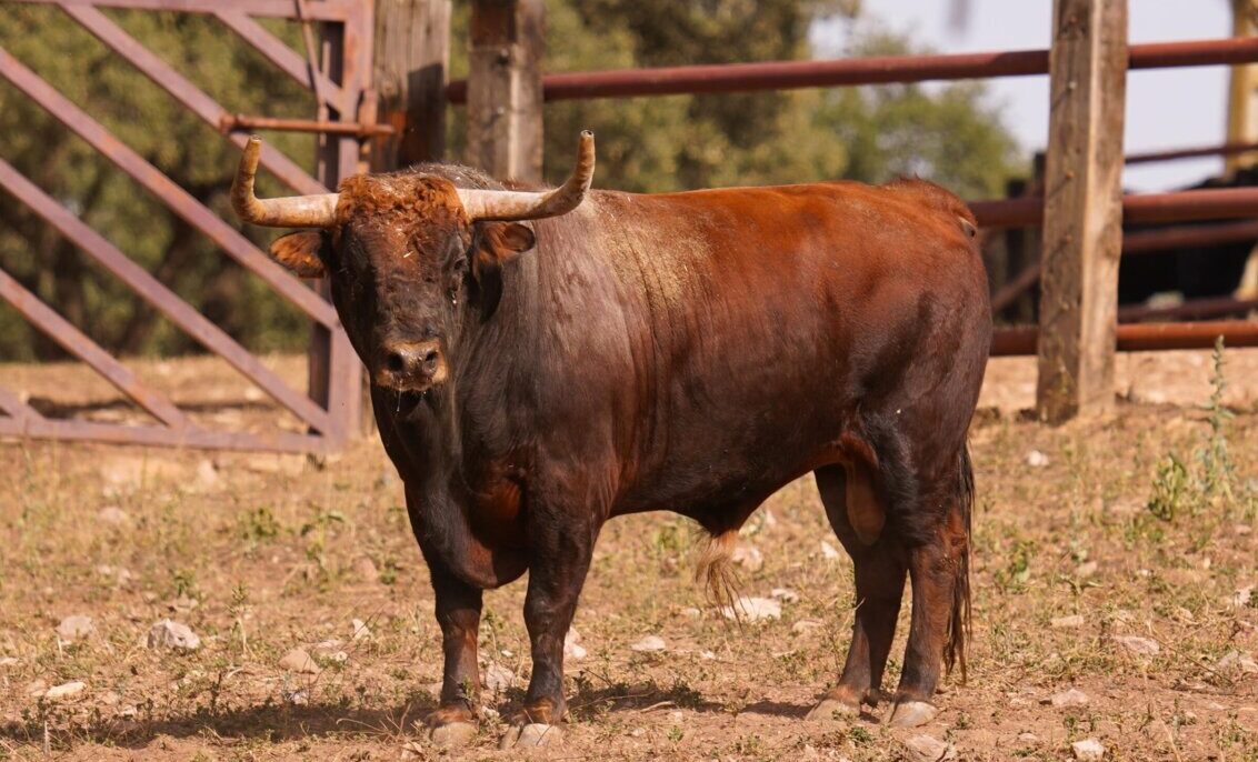 Así es la corrida de Zalduendo reseñada para las Corridas Generales de Bilbao