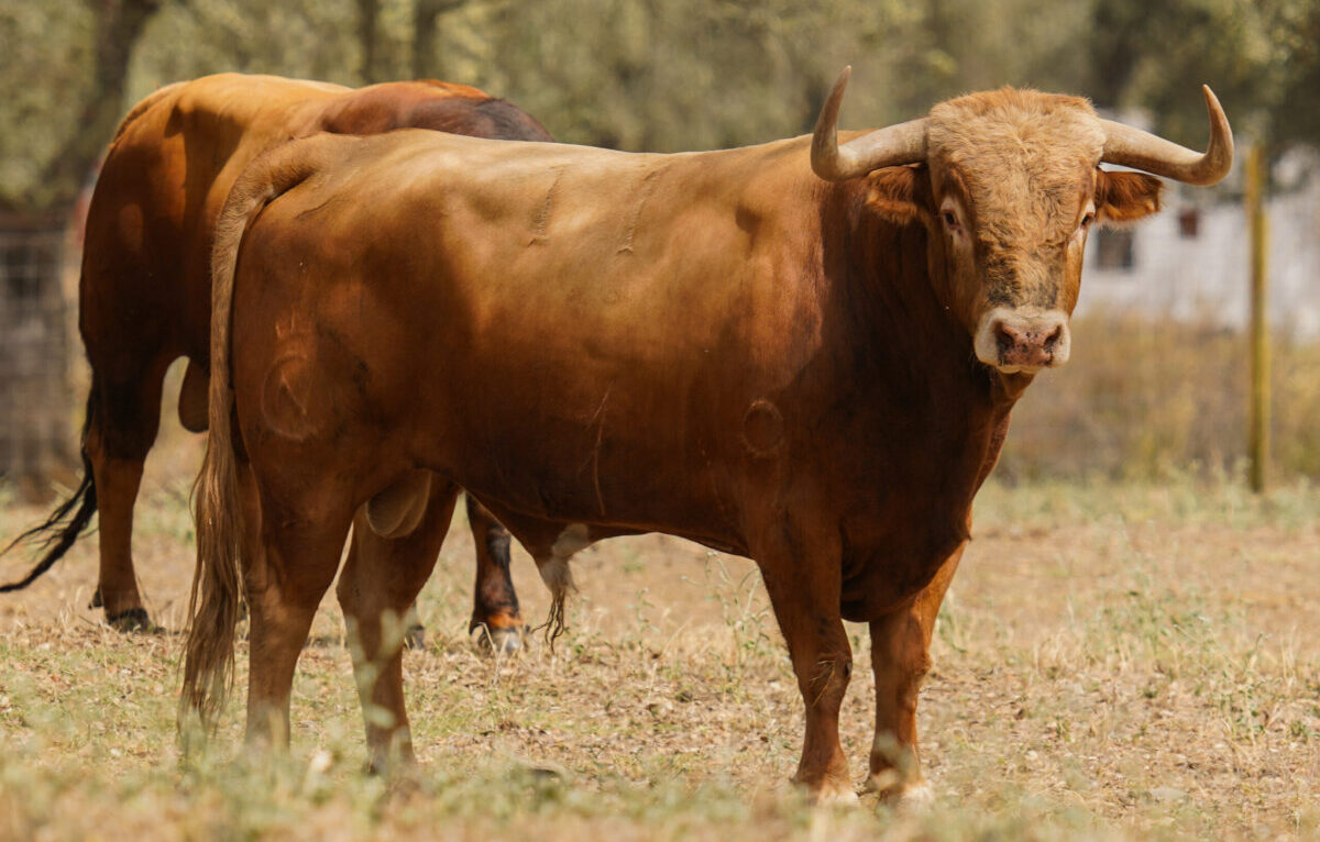 Los toros de Dolores Aguirre para cerrar las Corridas Generales de Bilbao