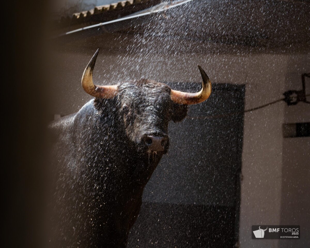 ¿Por qué embiste el toro bravo?, próximo coloquio de la Federación Taurina de Bizkaia