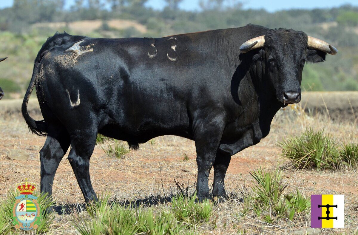 Todos los novillos para el Alfarero de Oro de Villaseca de la Sagra