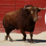 Foto: Roland Costedoat / Archivo