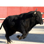 Foto: Roland Costedoat / Archivo