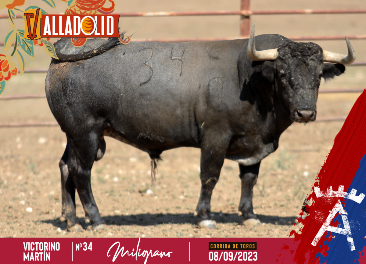 Los toros para el debut de Roca Rey con victorinos