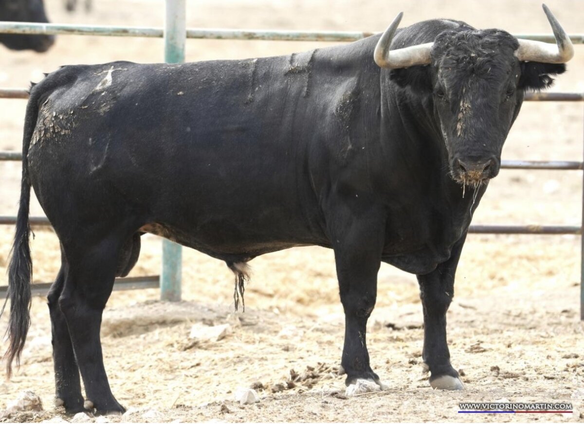 Los toros de Victorino Martín para Linares