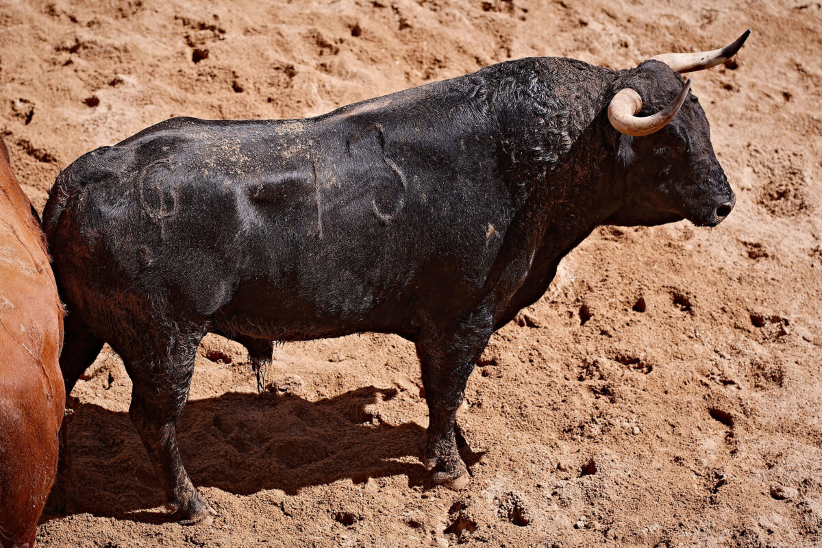 Veraneante, de Hnos. García Jiménez, abre la tarde en Sevilla