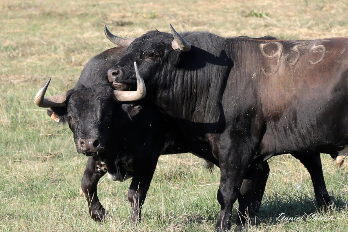 La afición de Arles visita la ganadería de Yonnet