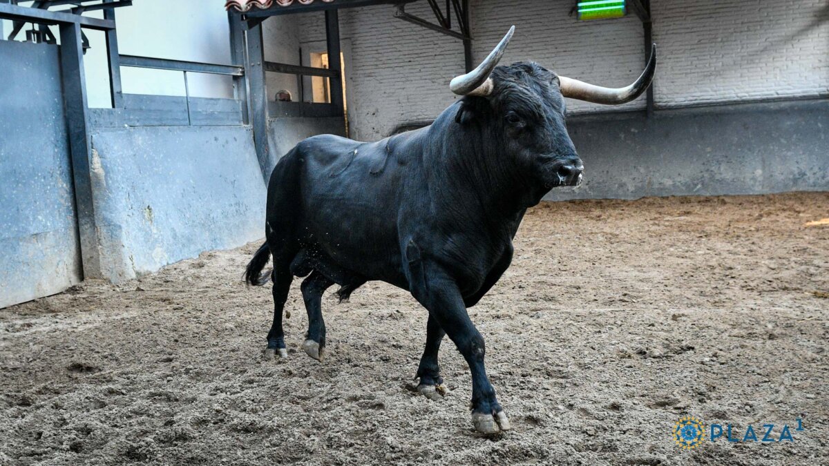 De Cabañito a Sombrero, los toros de la concurso de Las Ventas