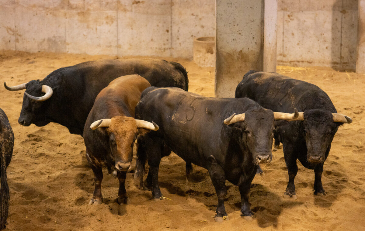 El Juli se despide de Logroño con Molinero, de Juan Pedro Domecq