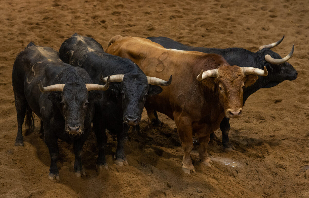 Estereo, de García Jiménez, abrirá plaza en Logroño