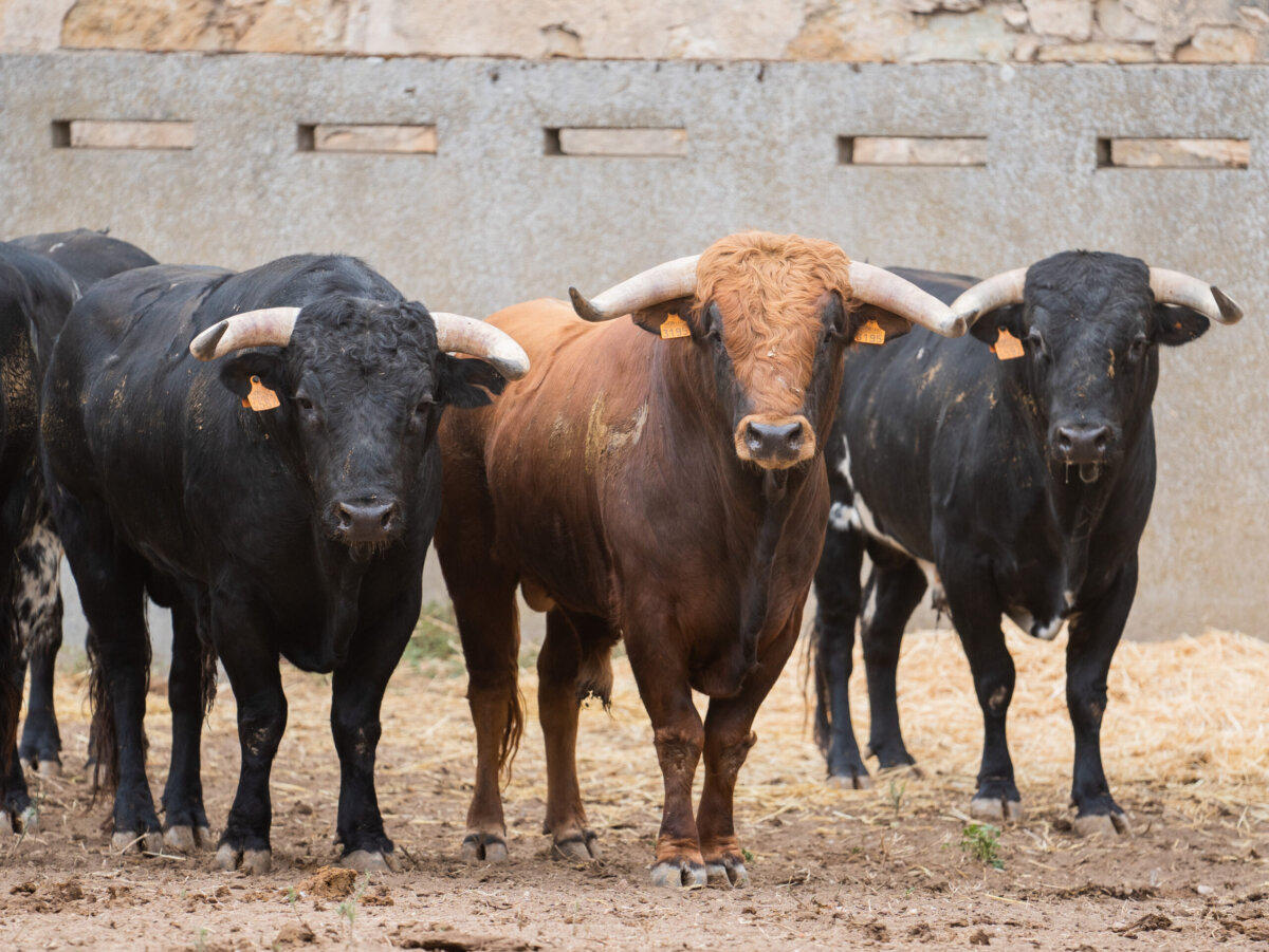 Seis novillos de Lorenzo Espioja para la novillada de Salamanca