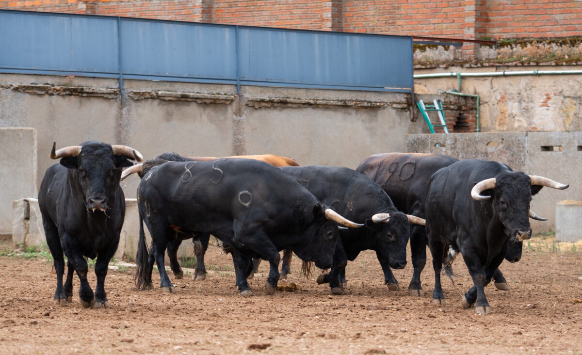 "Filósofo" abre la de García y Olga Jiménez en Salamanca