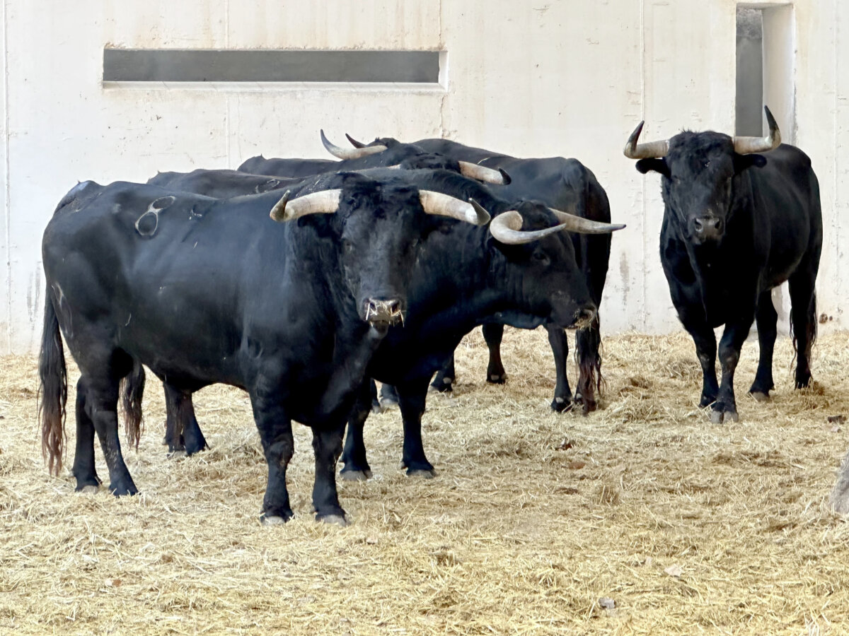 De Cantaor a Marginado, sorteados los seis de Victoriano del Río para Murcia