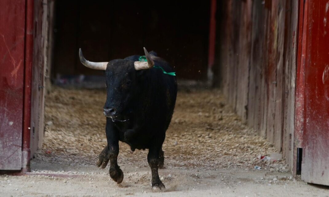 Bilanito, de El Pilar, primer novillo de hoy en Arganda del Rey