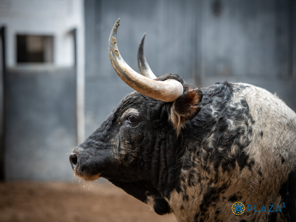 Partido de Resina y Sobral ya están desembarcados en Las Ventas para el desafío del domingo