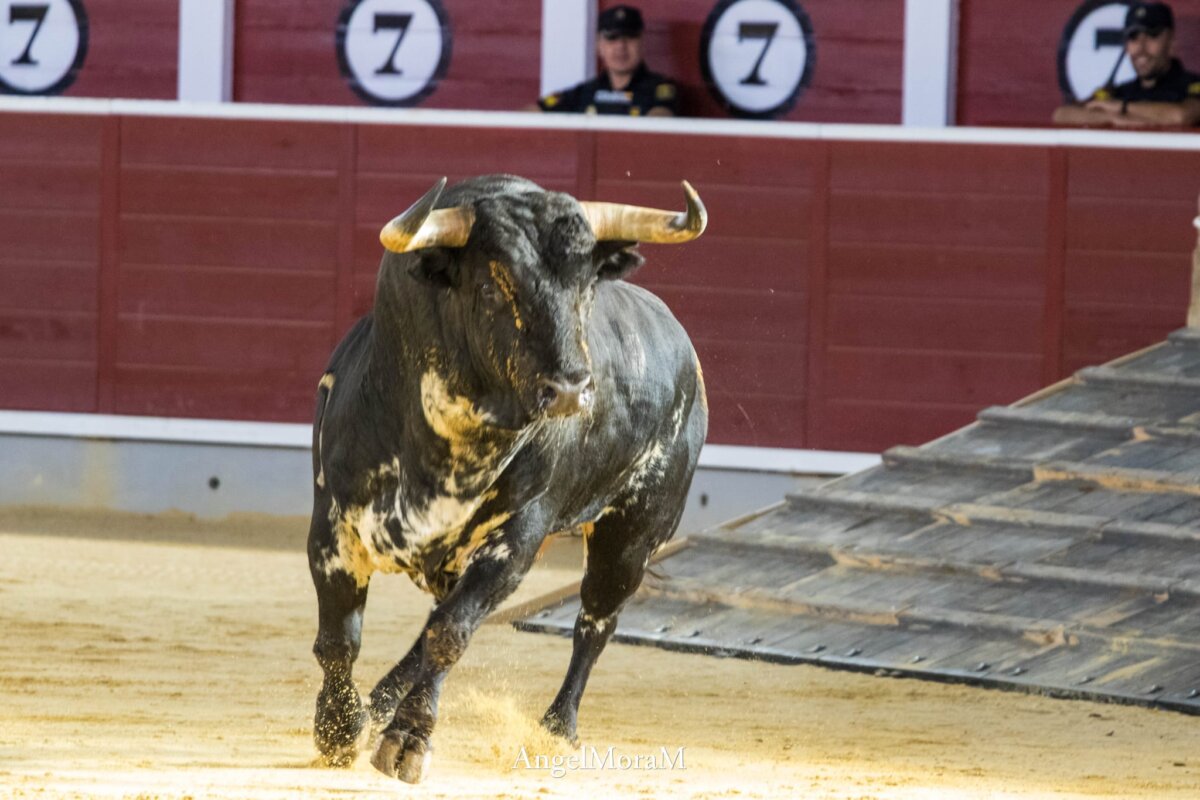 La emoción de la desencajonada vuelve a Albacete