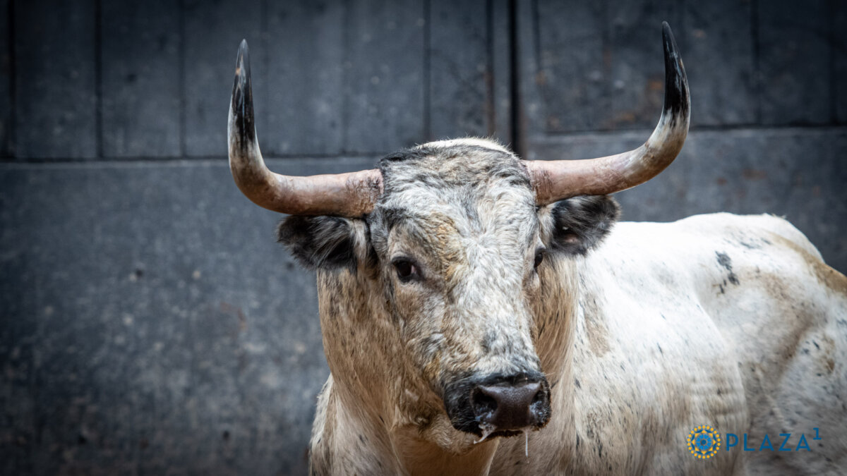 Los espectaculares toros de Peñajara, Samuel Flores, Partido de Resina y Pedraza para la concurso de Las Ventas