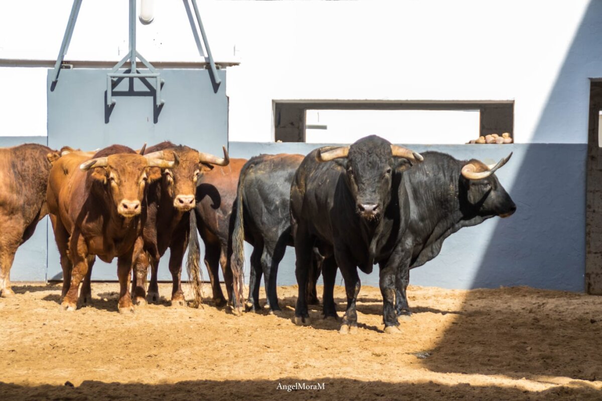 Cerillero, de Montealto, abre el mano a mano de la novillada en Albacete
