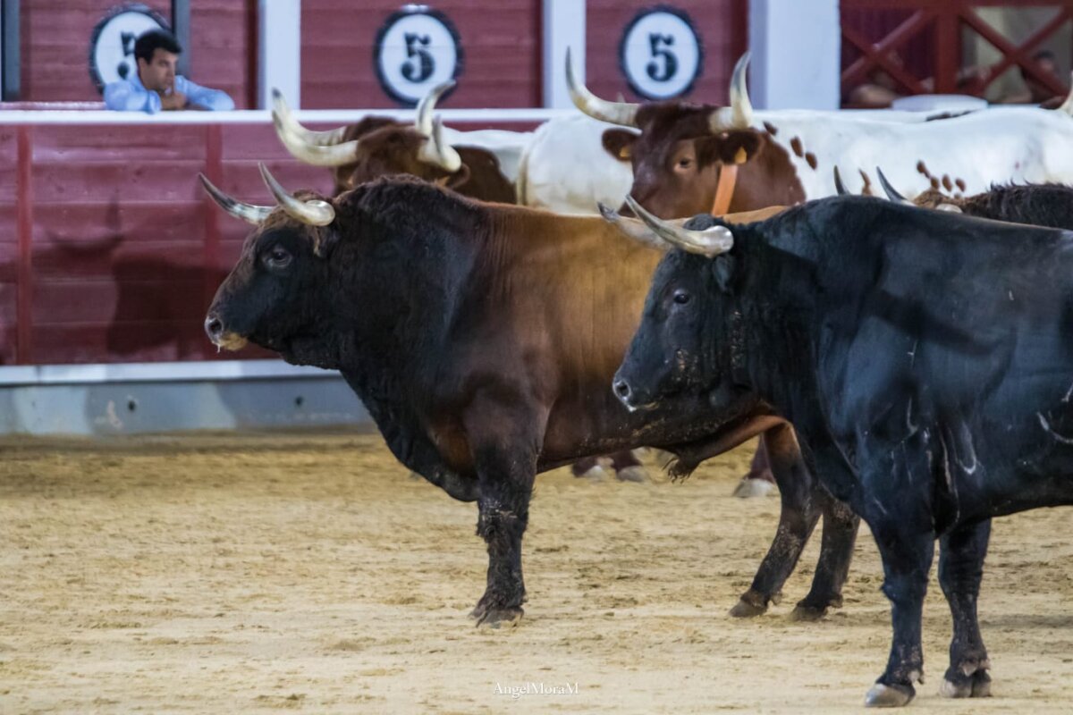 Gran ambiente en la desencajonada de Albacete