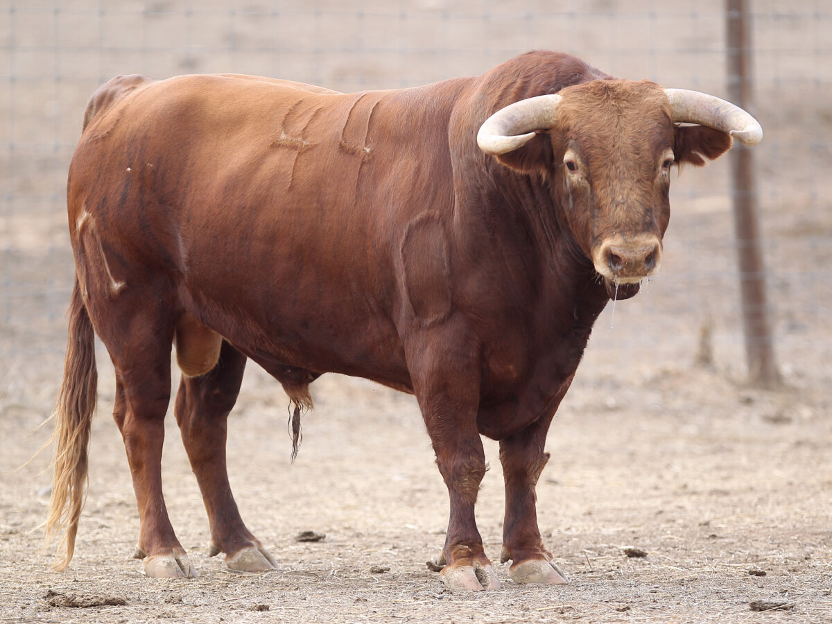Serio lote de Murteira Grave para este viernes en Arnedo