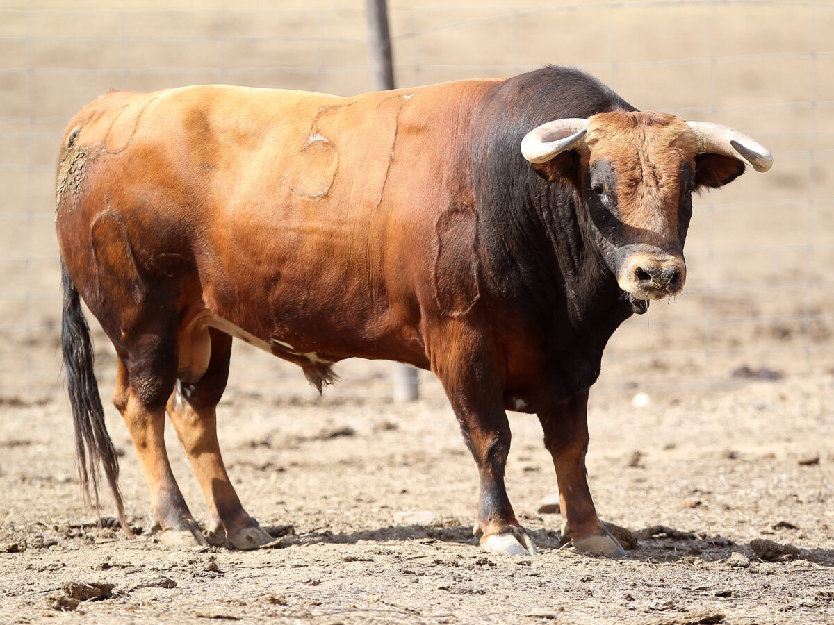 Seis de Murteira Grave para esta tarde en Arnedo