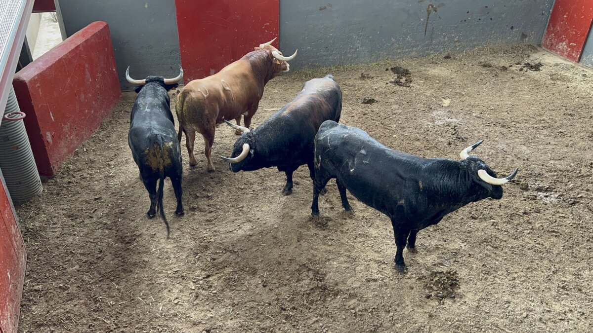 Tres de Raso de Portillo y tres de Alejandro Vázquez para el cierre del Alfarero de Oro