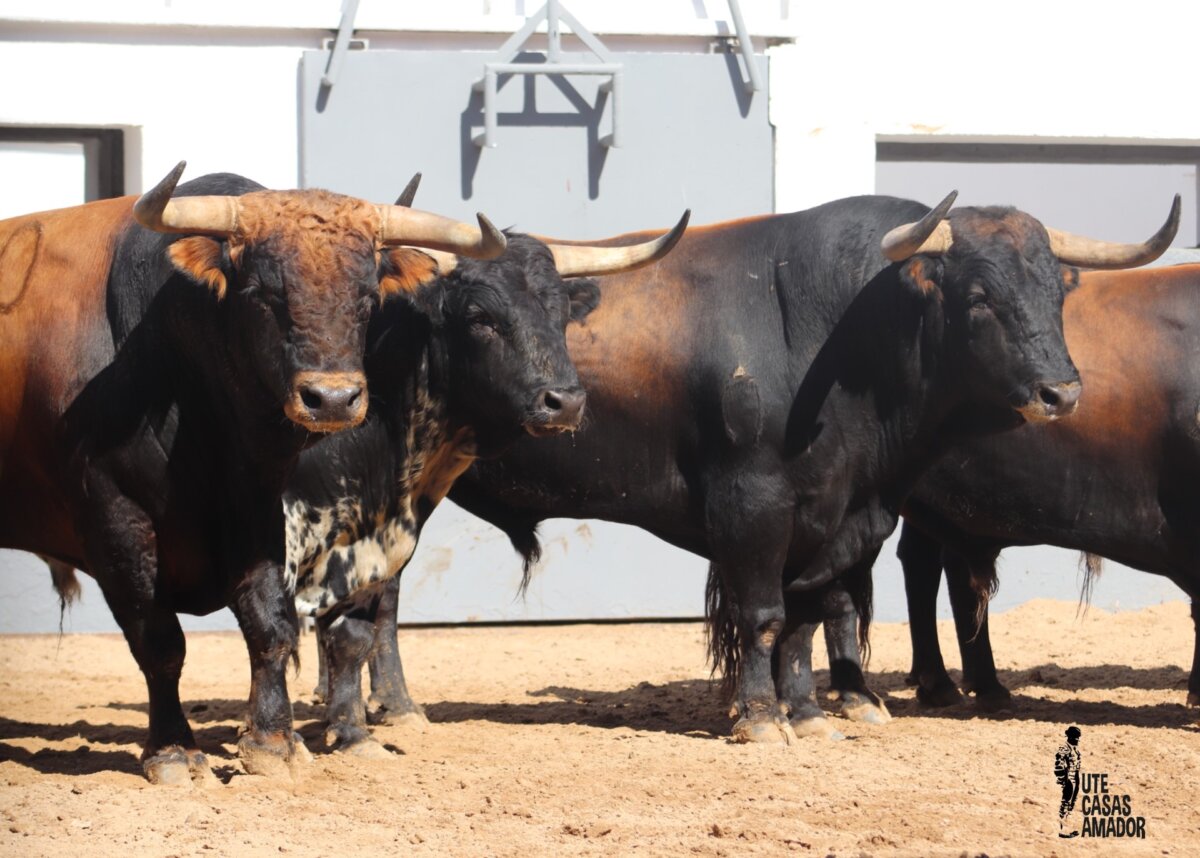 Seis de La Palmosilla para el cartel de hoy en Albacete