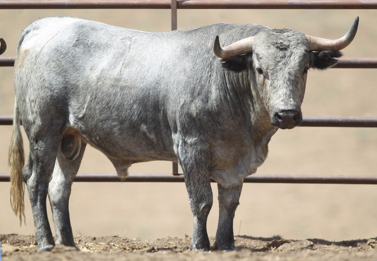 Estos son los novillos de Adolfo Martín para Arnedo