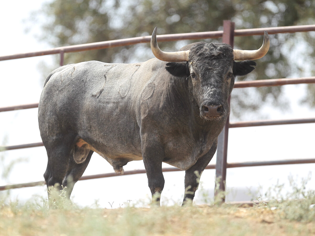 Estos son los toros de Adolfo Martín para Majadahonda