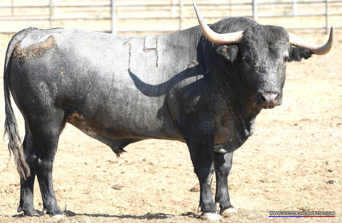 Estos son los toros de Victorino Martín para Albacete