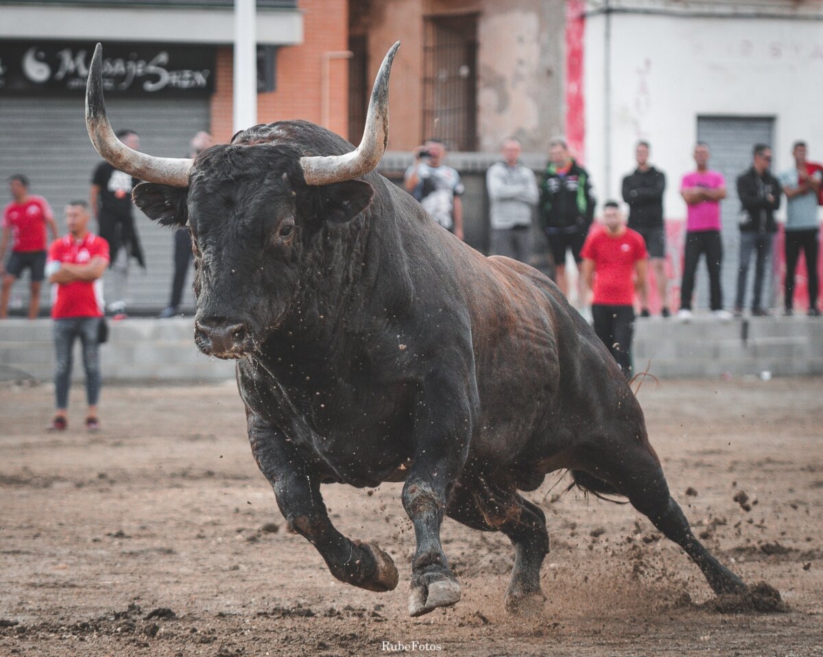 Lliria rinde culto al toro: 23 toros, 6 entradas con caballos y 4 encierros
