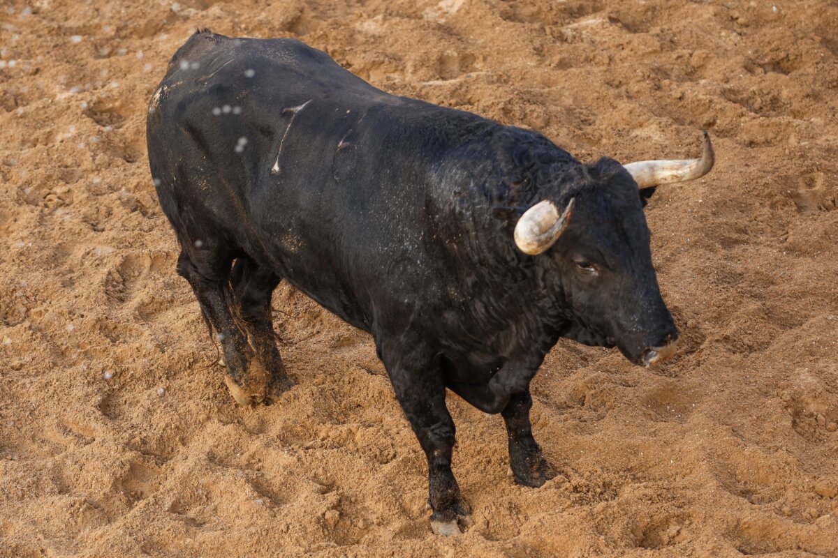 El Juli se despedirá del toreo en Sevilla con Saleroso, de Garcigrande