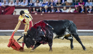 Andaluz, el toro de Cortés condenado a banderillas negras en Madrid.