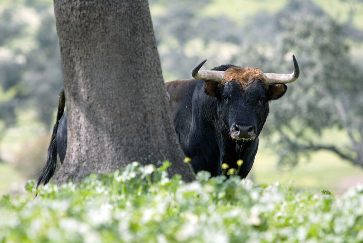 Interesante jornada taurina en Peraleda de la Mata el 4 de noviembre