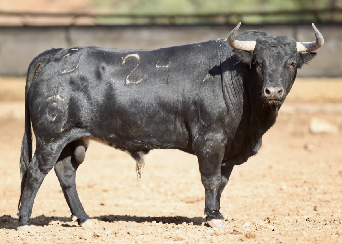 Esta es la novillada de Fuente Ymbro que cerrará el Zapato de Oro de Arnedo