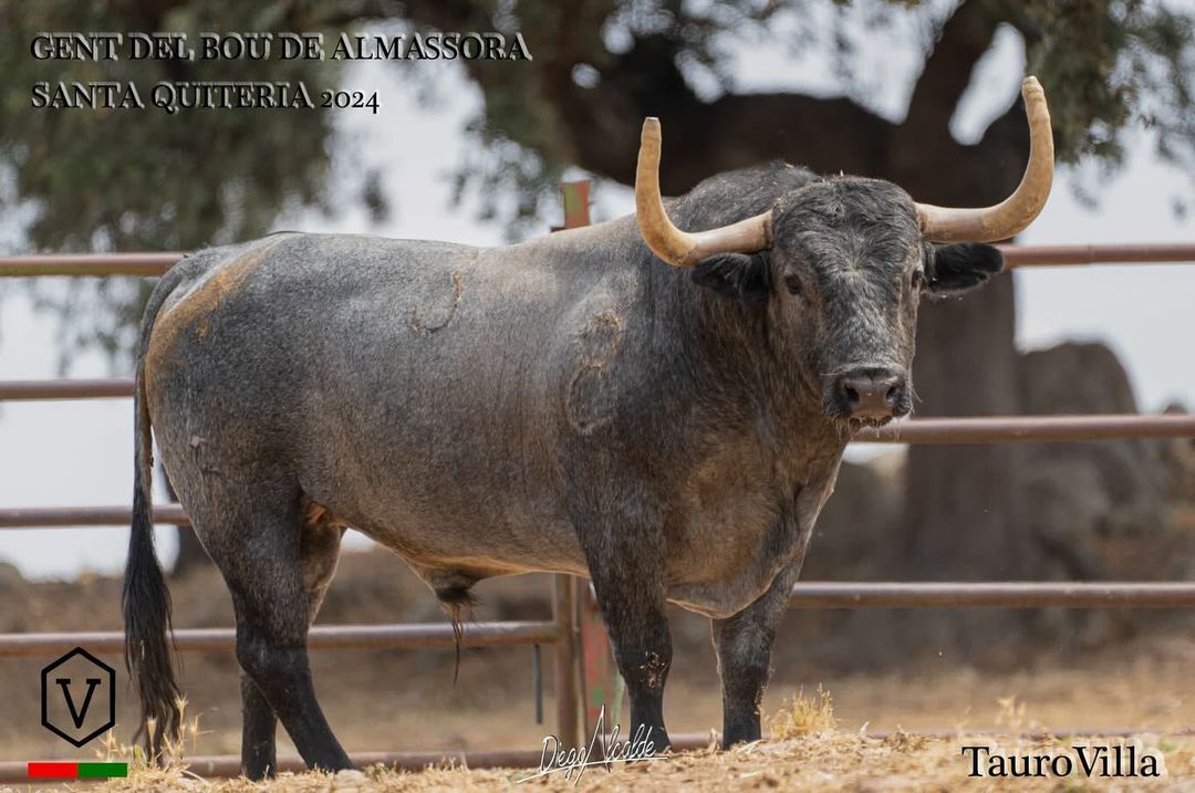 Así es el espectacular toro de Adolfo Martín para las fiestas de Almassora