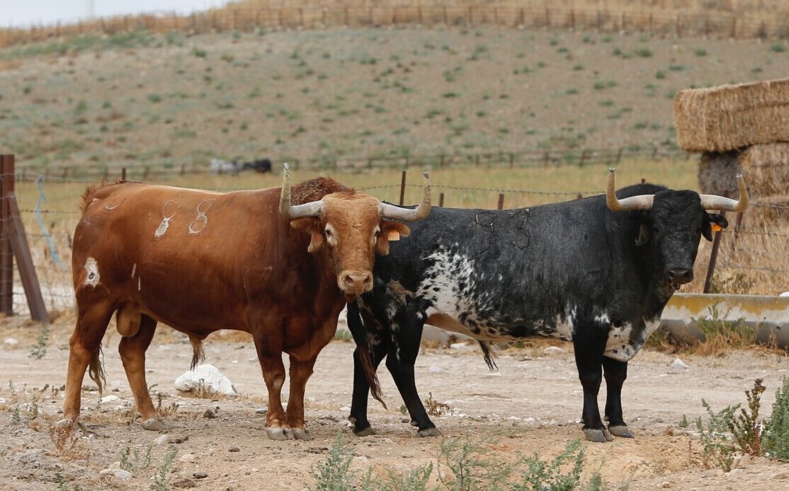 José Javier García Cebada: "Lidiaremos cinco corridas y otras tantas novilladas"