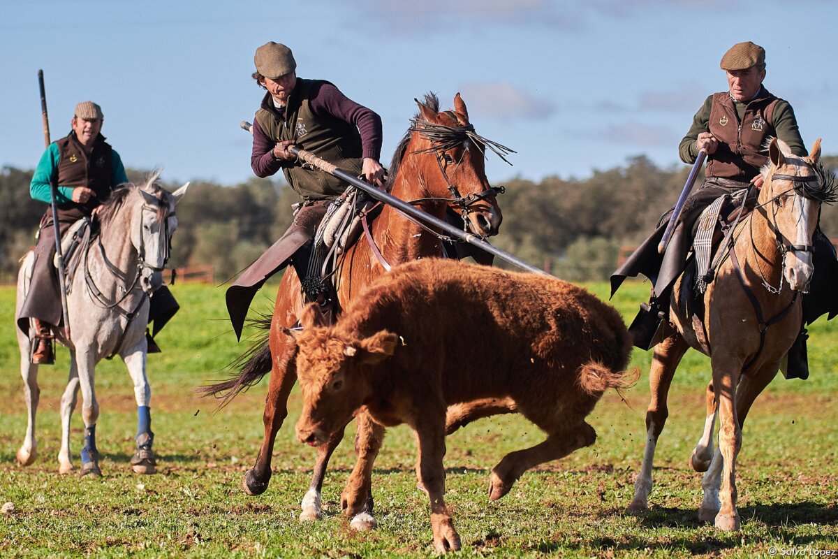 El Juli, Tejela, Capea, De Miranda… jornada de acoso y derribo