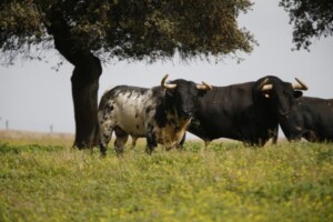El ejemplar más grande no es el mejor. APLAUSOS